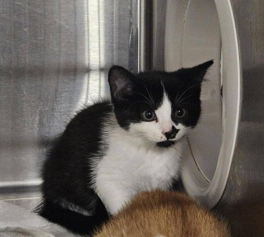 Kangaroo - Domestic Short Hair cat available for adoption at Ontario SPCA (Ottawa Area) in Ottawa