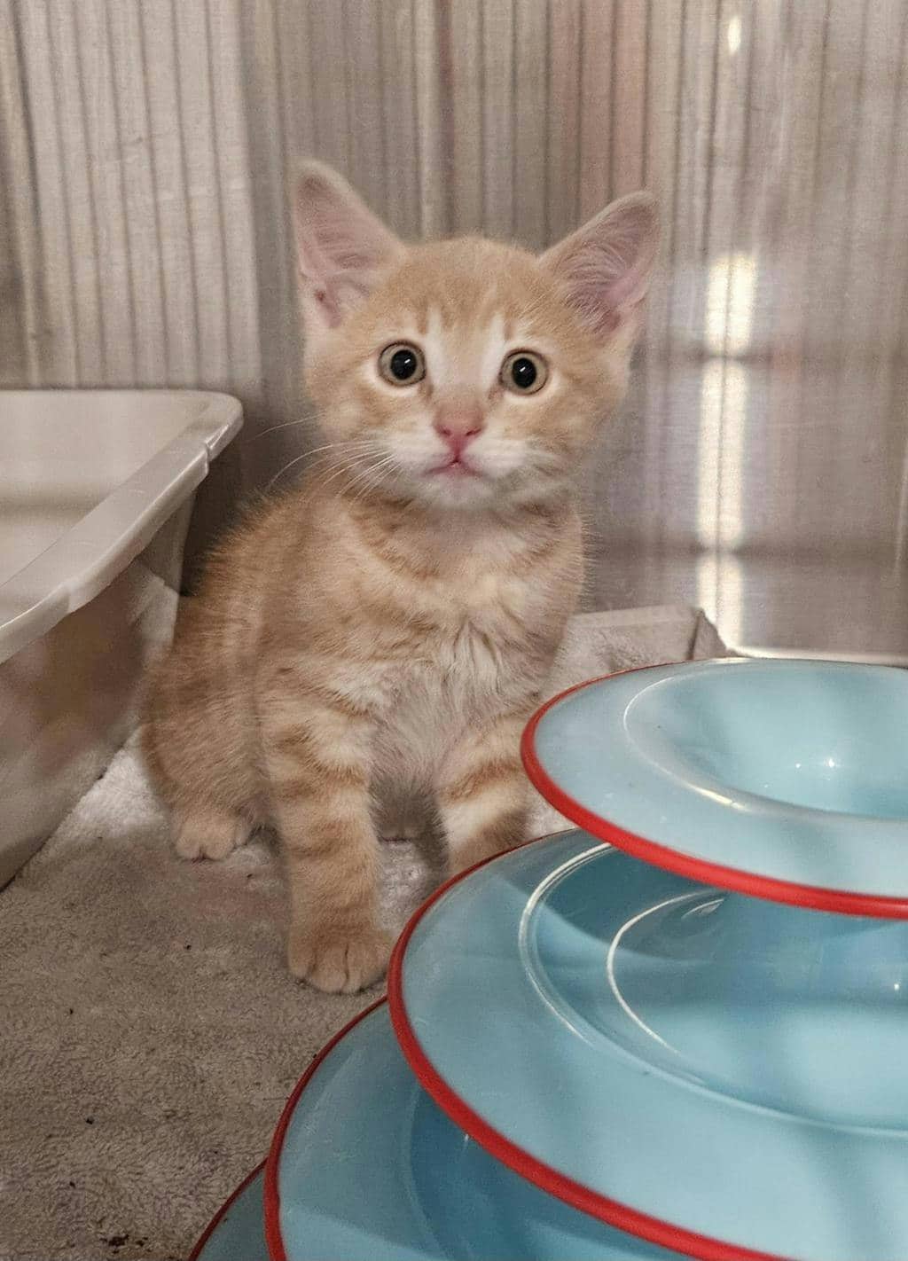 Wombat - Domestic Short Hair available for adoption
