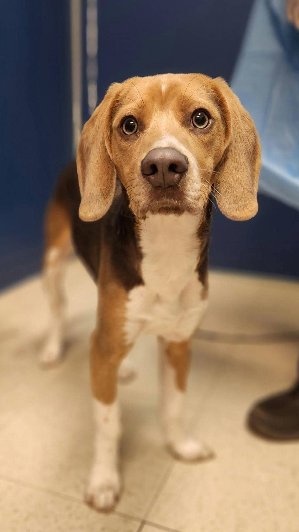 Shadow - Beagle available for adoption at Ontario SPCA (Ottawa Area) in Ottawa