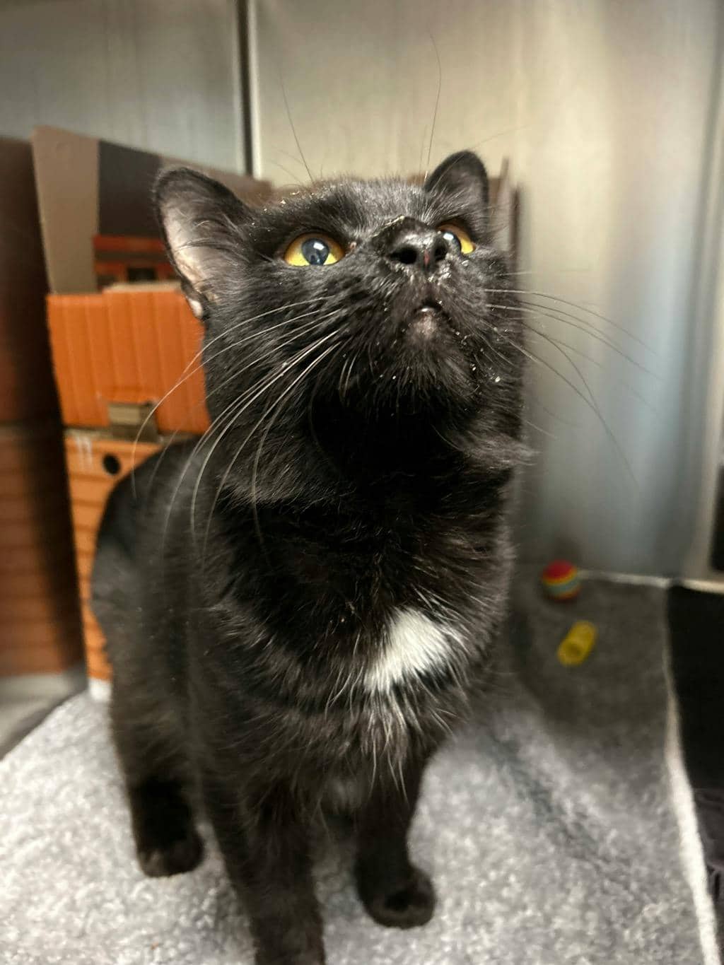 Curly - Domestic Medium Hair cat available for adoption in Calgary
