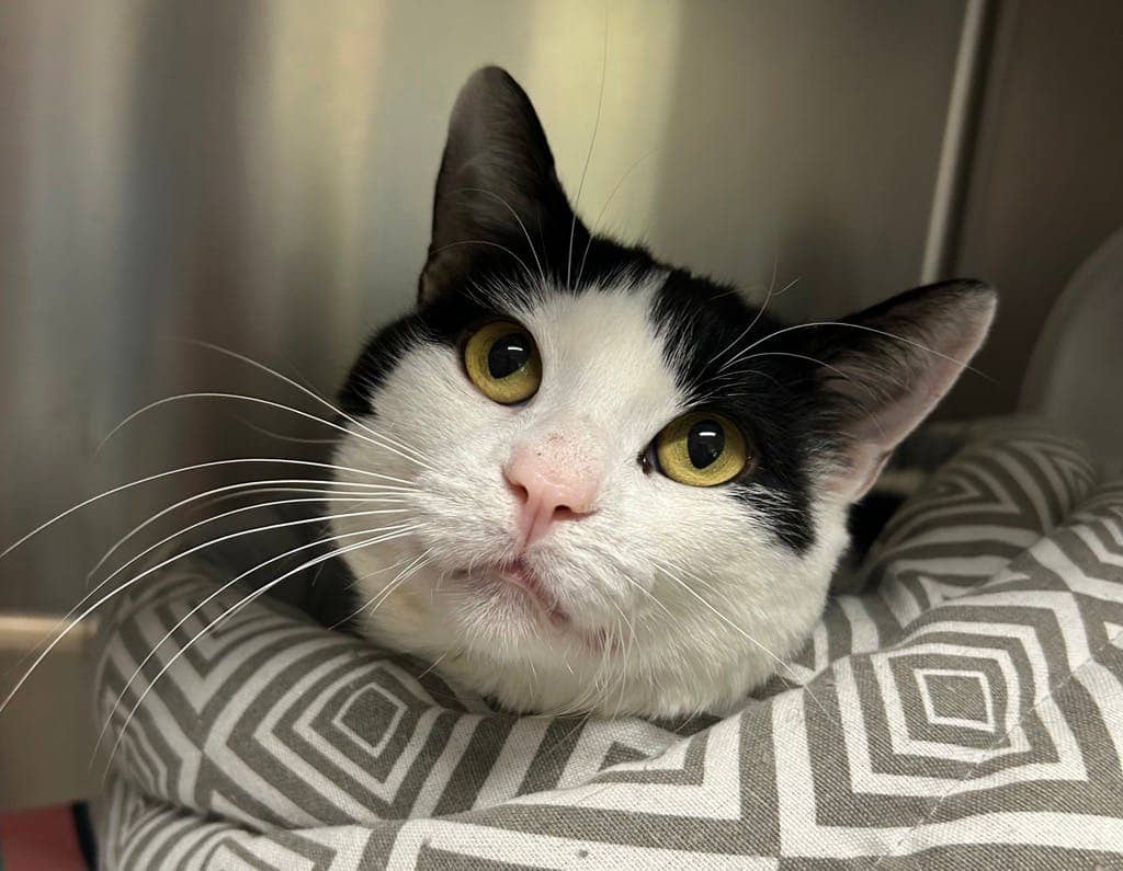 Petrie - Domestic Short Hair cat available for adoption at Ontario SPCA (Central Ontario) in Midland