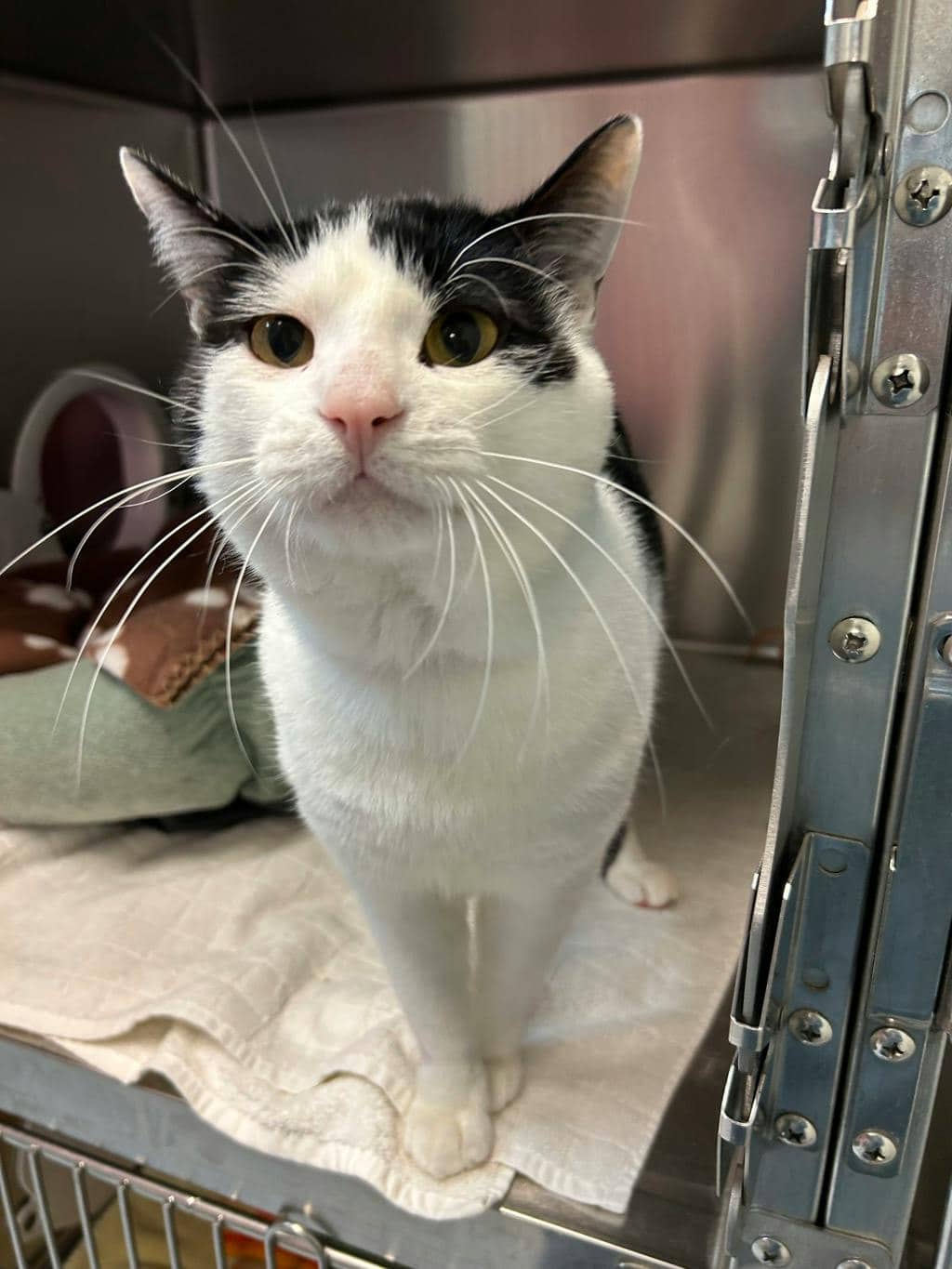 Petrie - Domestic Short Hair available for adoption