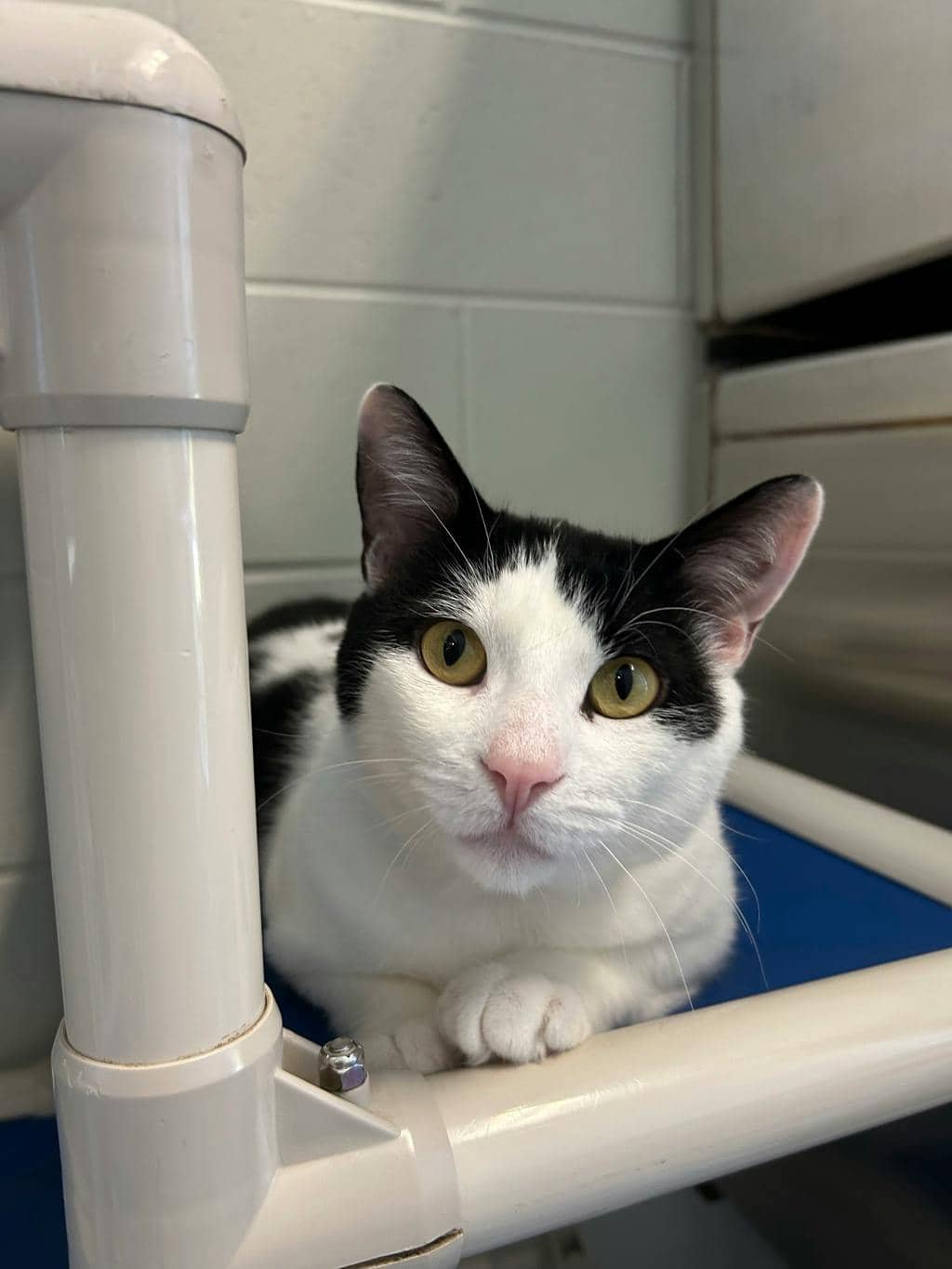 Petrie - Domestic Short Hair available for adoption