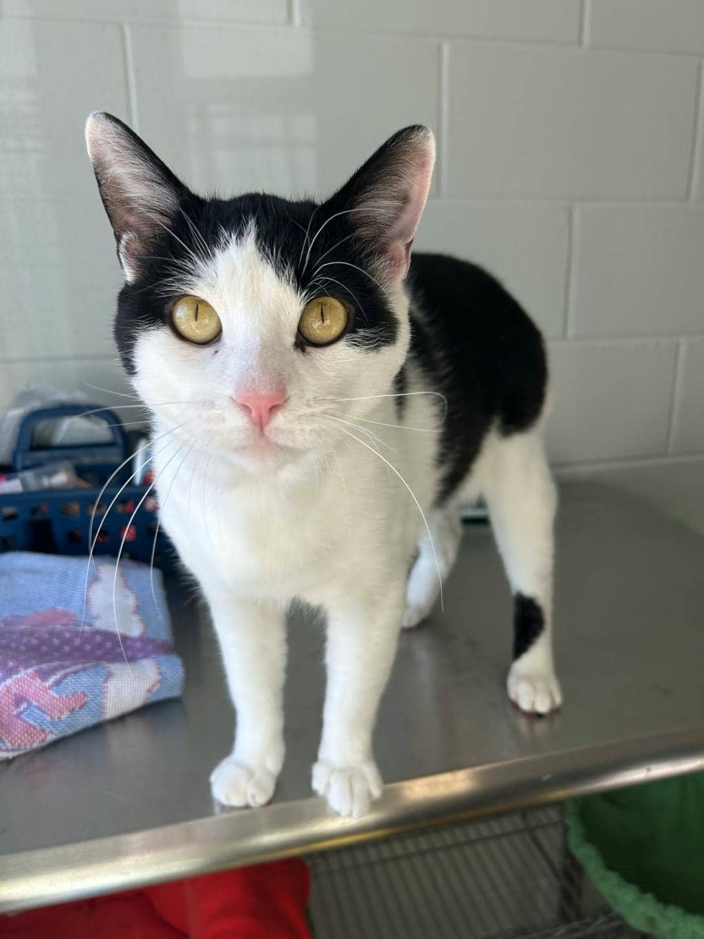 Petrie - Domestic Short Hair available for adoption
