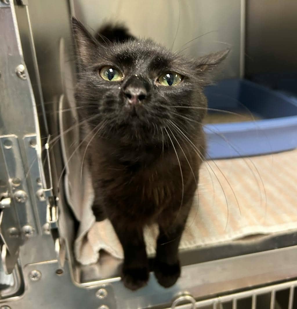 Sweet Pea - Domestic Longhair available for adoption