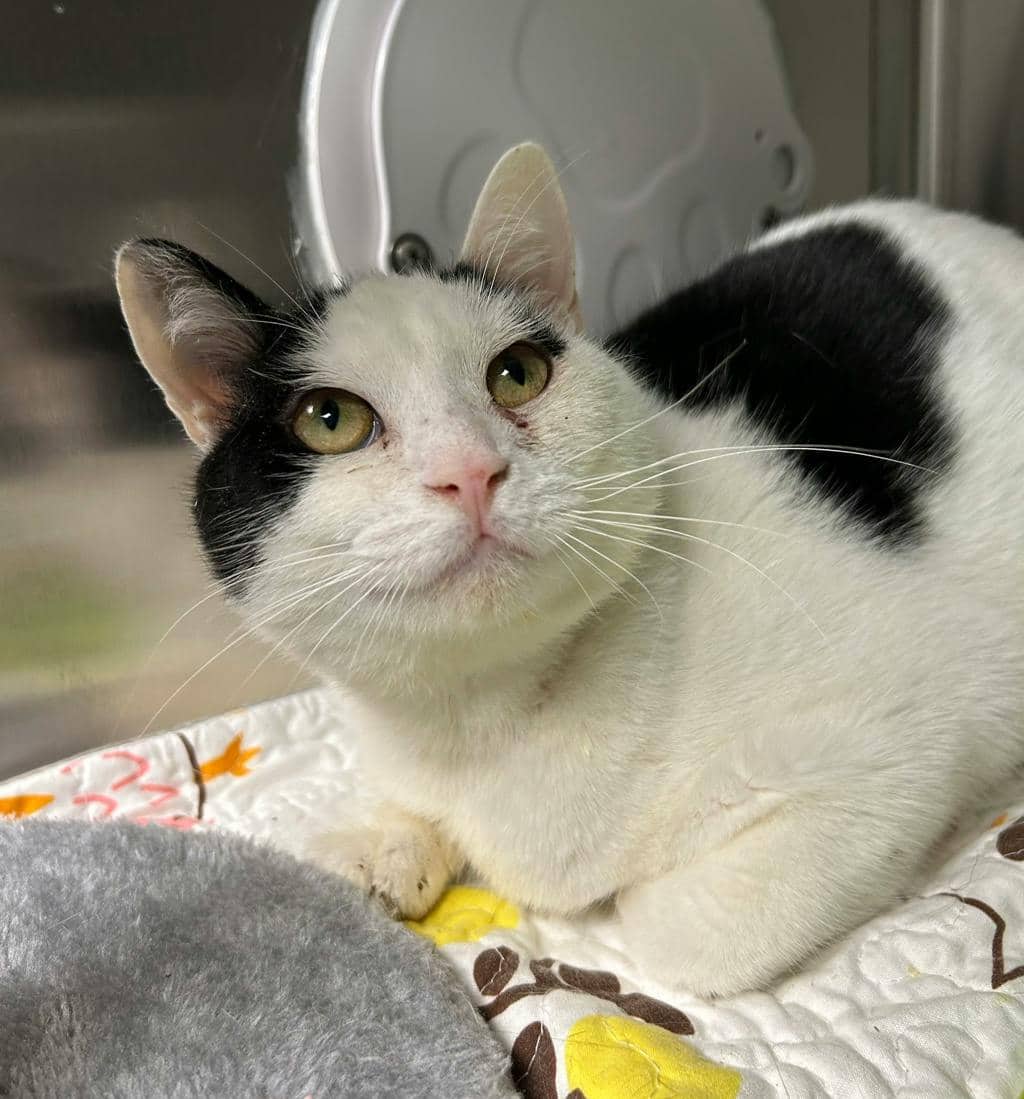 Bun Bun - Domestic Short Hair cat available for adoption at Ontario SPCA (Central Ontario) in Midland
