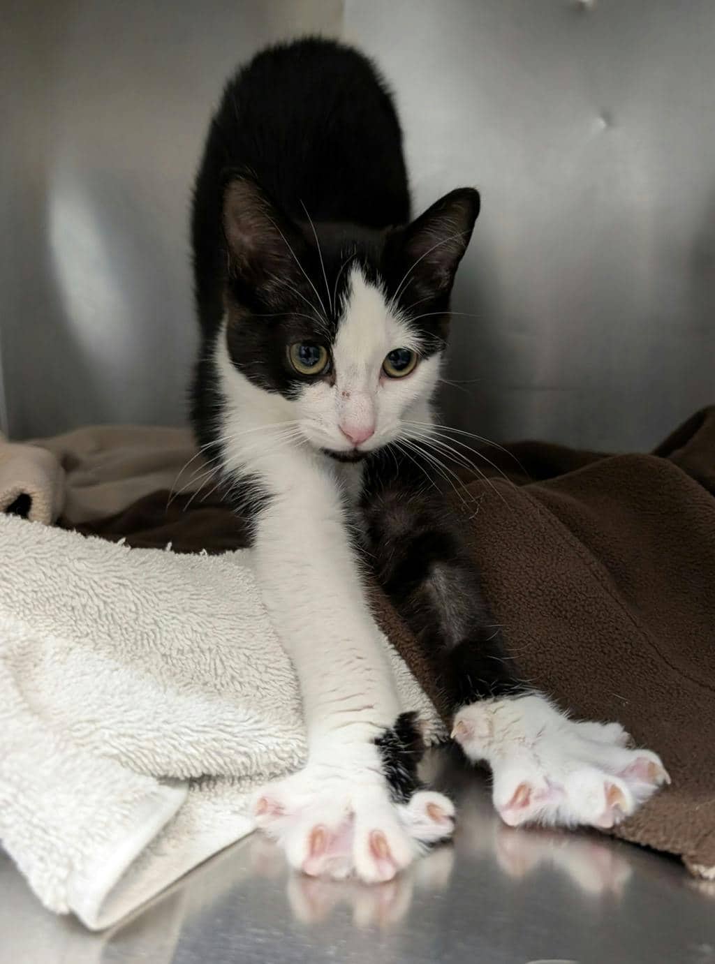 Jr. Chicken - Domestic Short Hair available for adoption