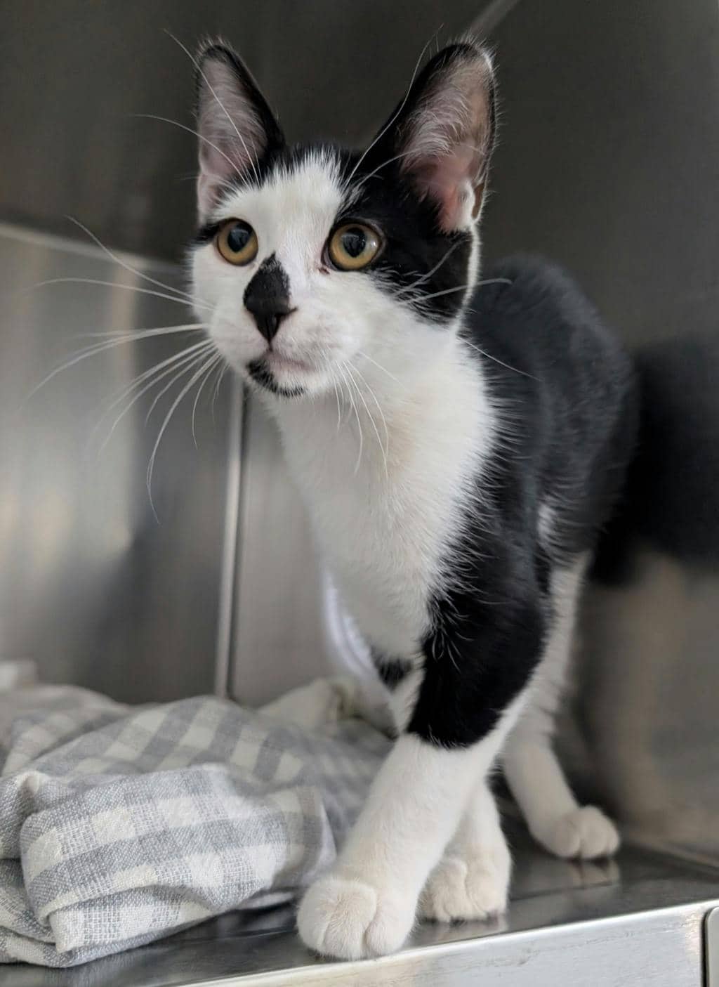 McNugget - Domestic Short Hair available for adoption