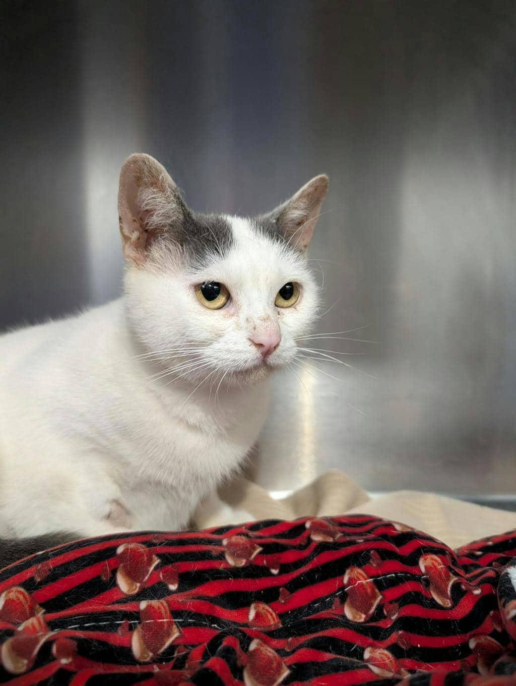Violet - Domestic Short Hair cat available for adoption at Ontario SPCA (Central Ontario) in Orillia