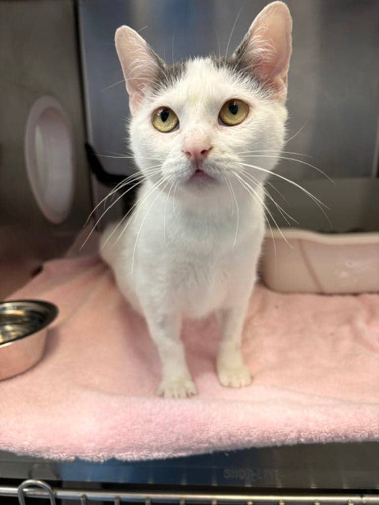Violet - Domestic Short Hair available for adoption