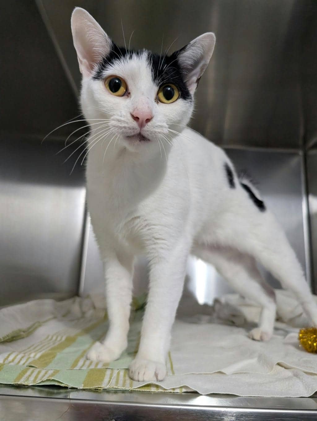 Zuzu - Domestic Short Hair available for adoption