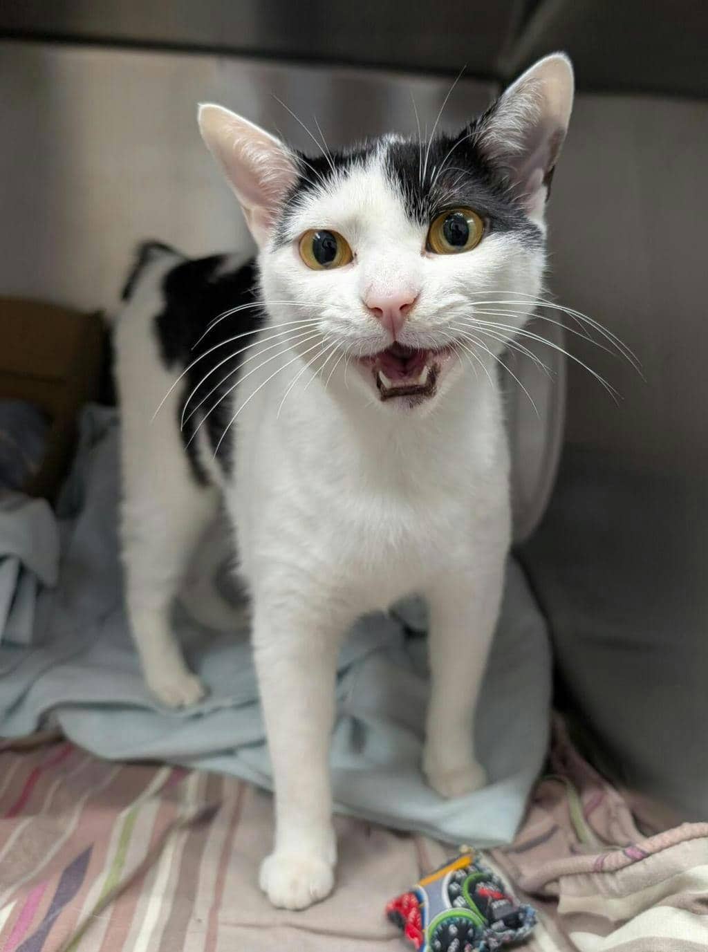 Zuzu - Domestic Short Hair available for adoption