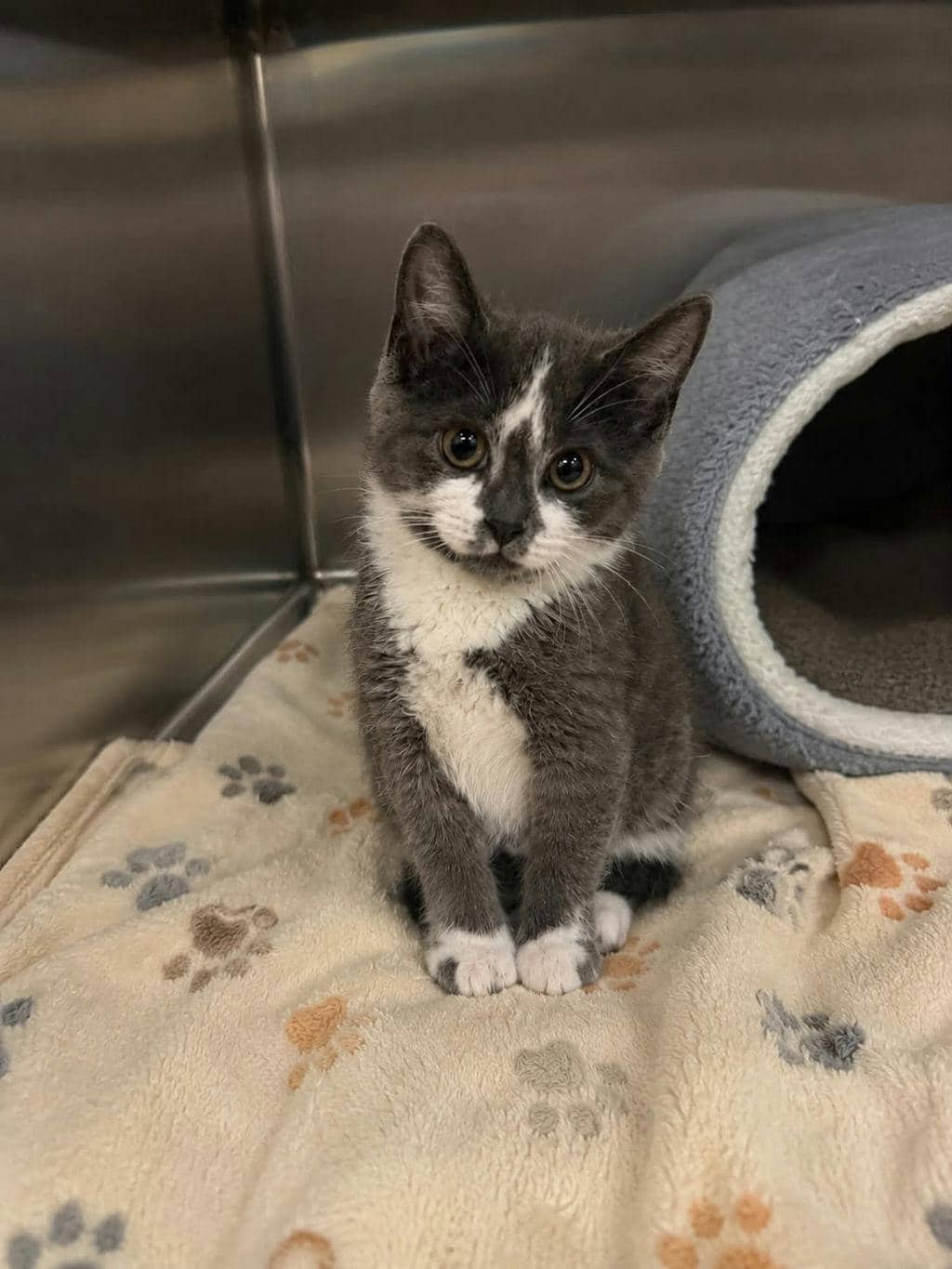 Harry - Domestic Short Hair cat available for adoption at Ontario SPCA (Ottawa Area) in Ottawa