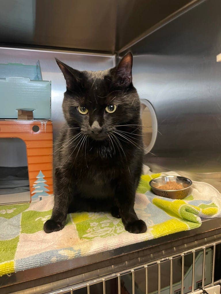 Italian Wedding - Domestic Short Hair cat available for adoption at Ontario SPCA & Humane Society in Sudbury
