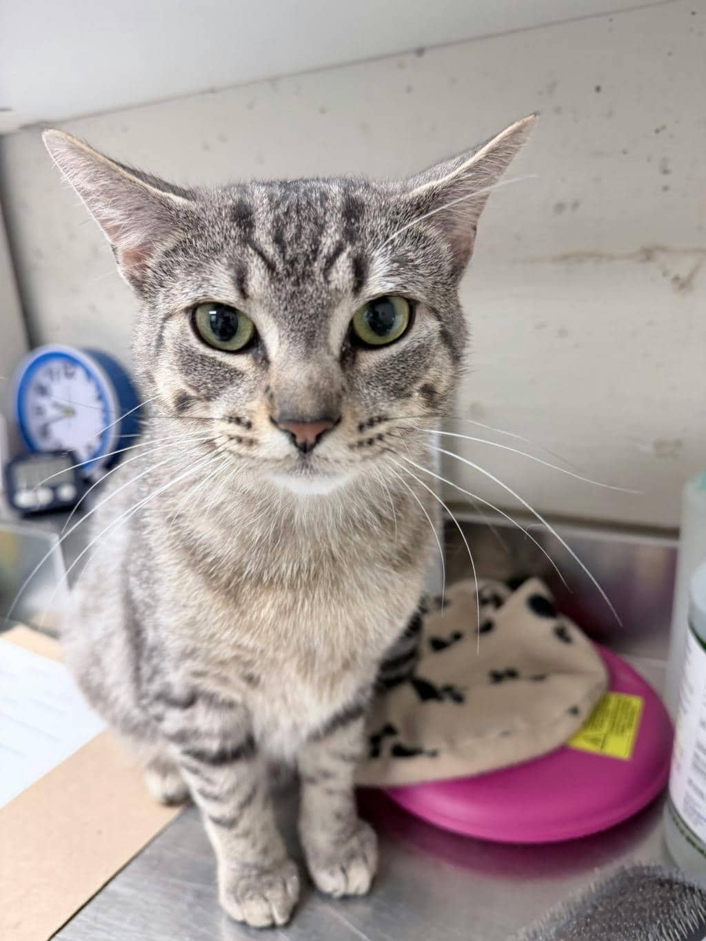French Onion - Domestic Short Hair available for adoption