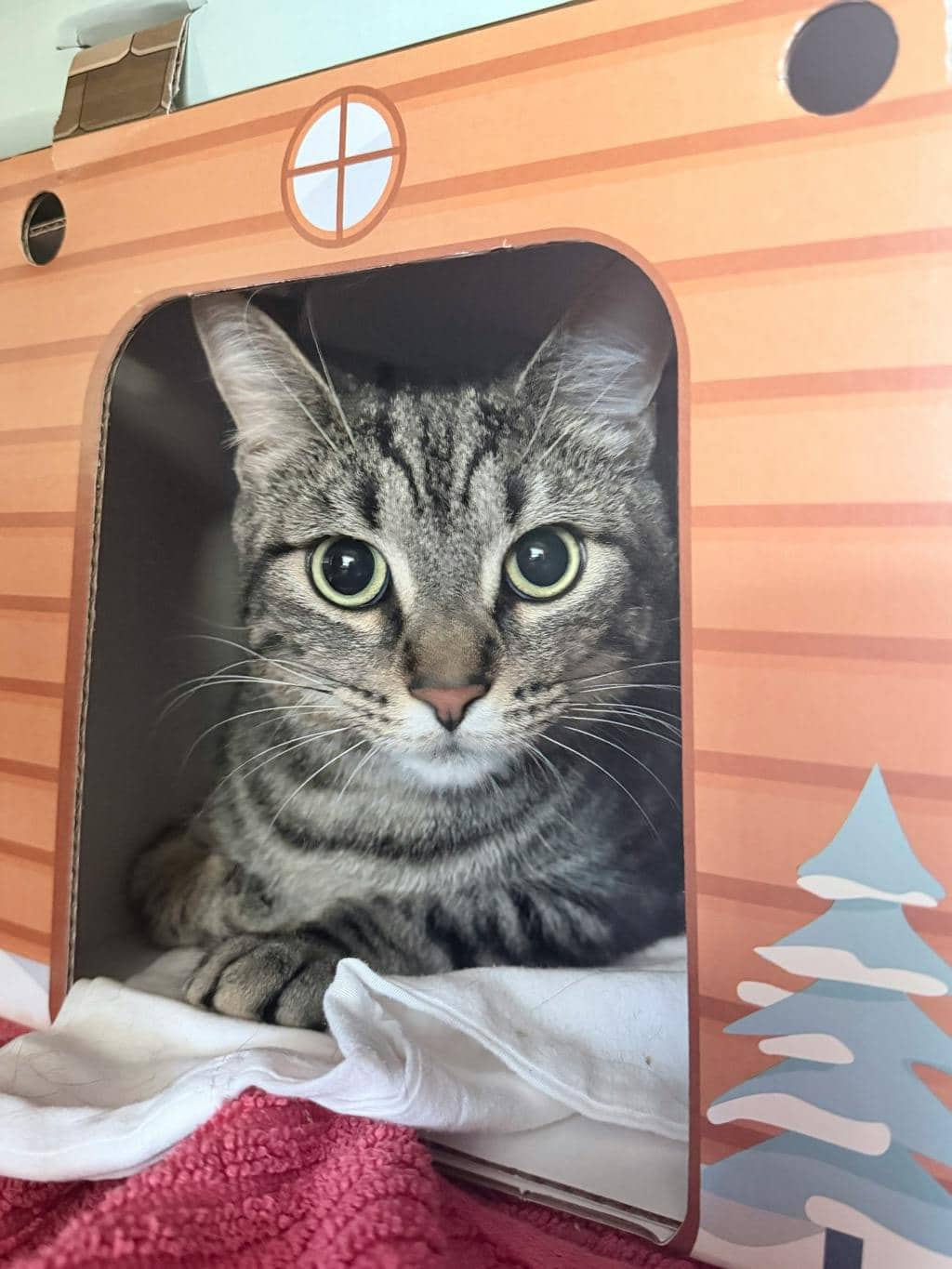 Clam Chowder - Domestic Short Hair cat available for adoption at Ontario SPCA & Humane Society in Sudbury