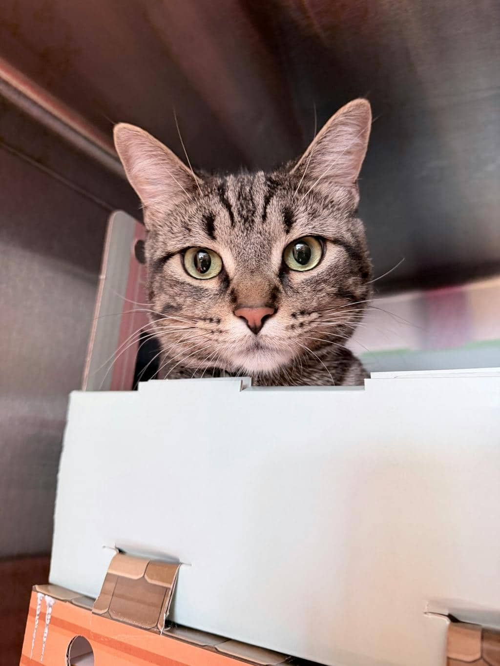 Clam Chowder - Domestic Short Hair available for adoption