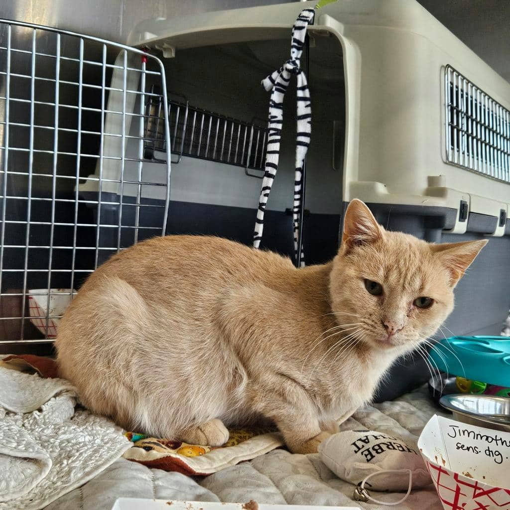 Jimmothy - Domestic Medium Hair cat available for adoption at Ontario SPCA (Ottawa Area) in Pembroke