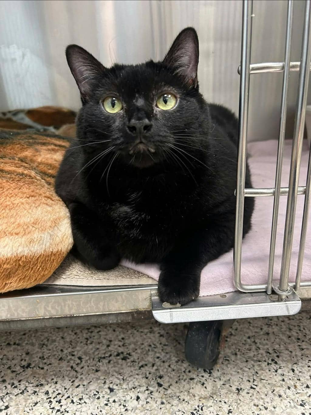 Chanel - Domestic Short Hair available for adoption