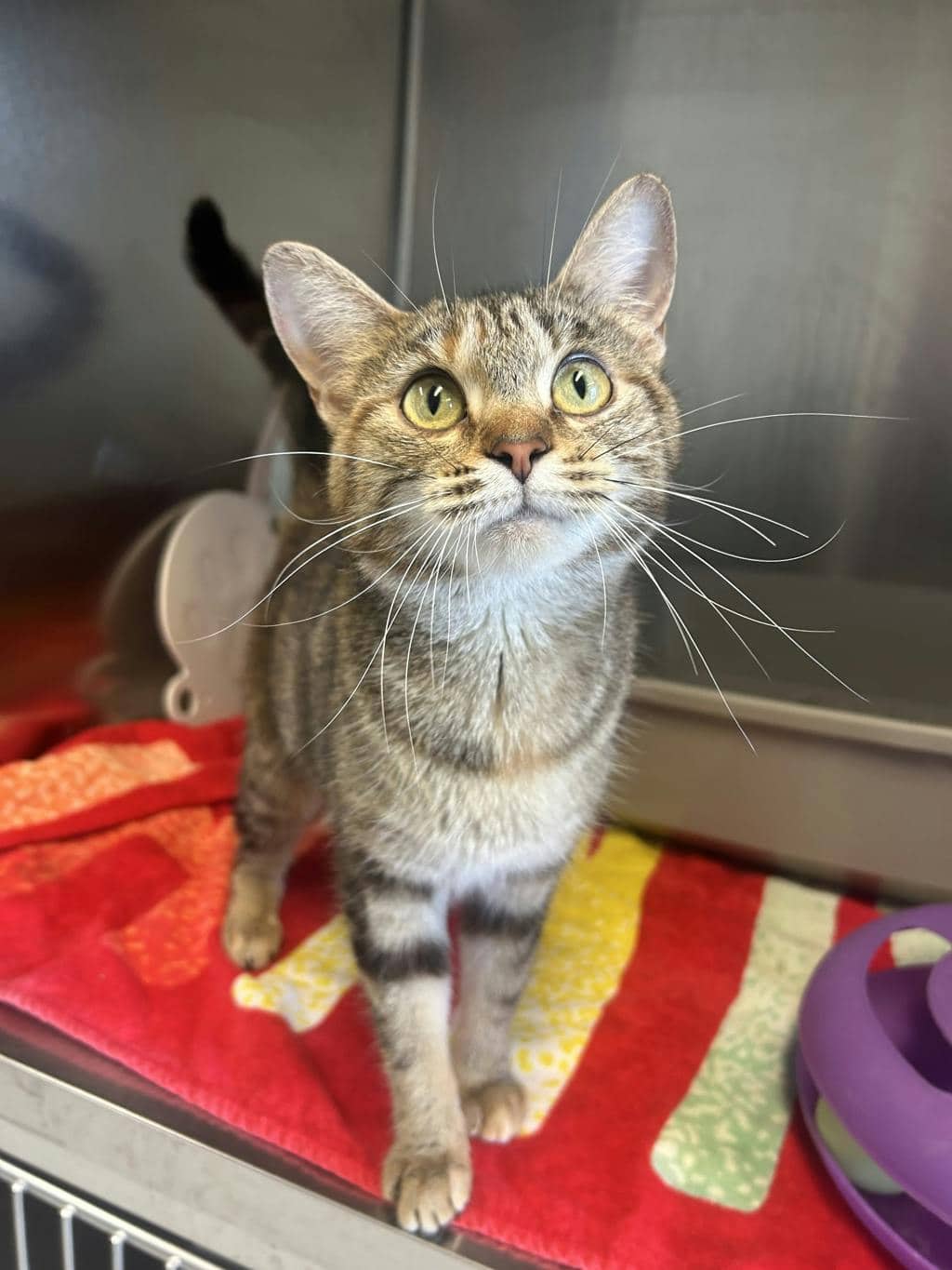 Aubrey - Domestic Short Hair cat available for adoption at Ontario SPCA (Toronto Area) in Toronto