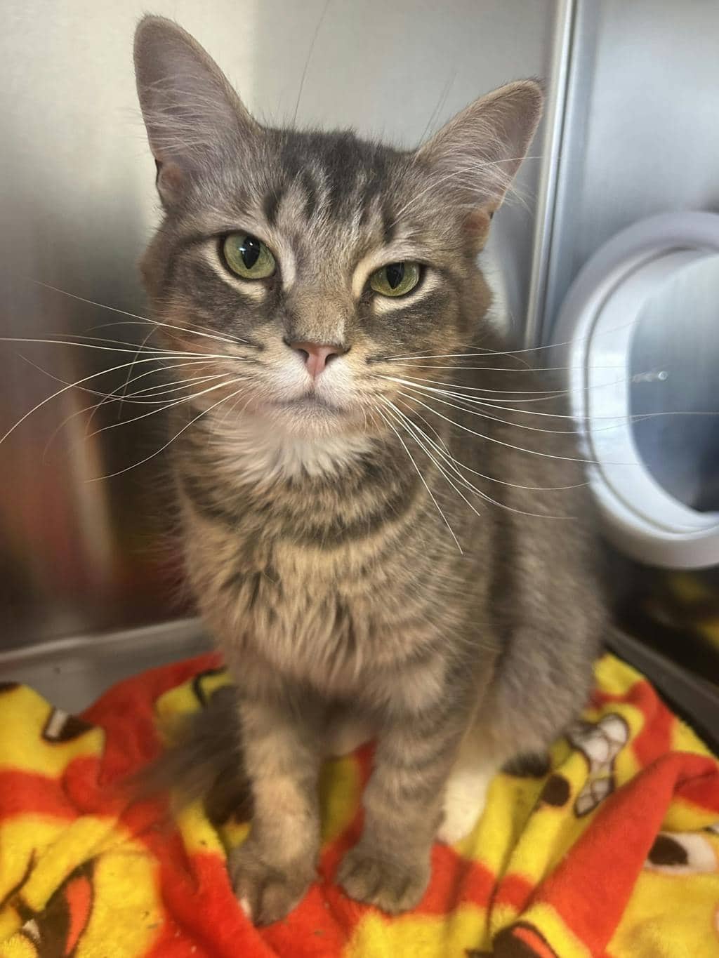 Maggie - Domestic Short Hair available for adoption