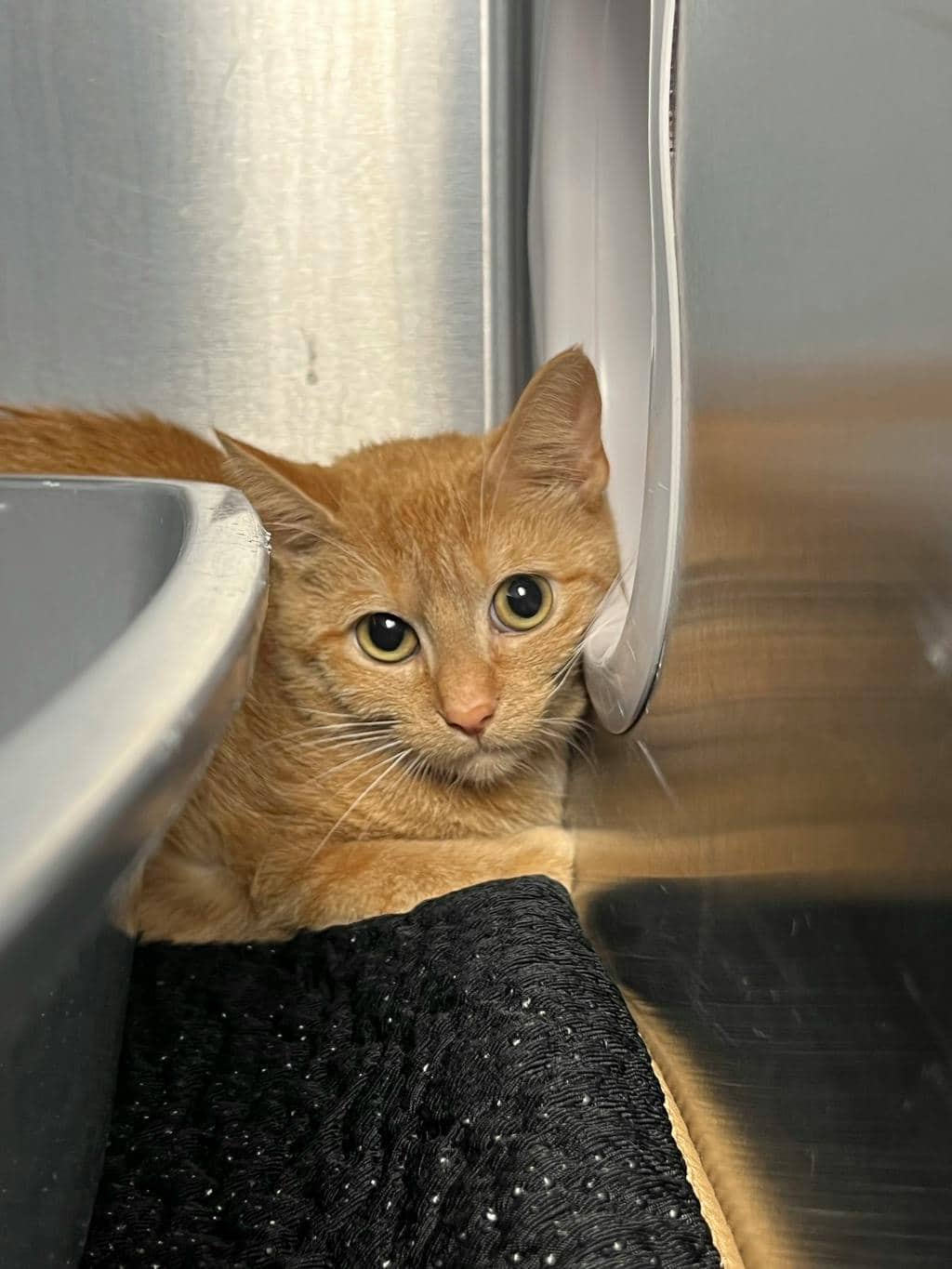 Blueberry Pie - Domestic Short Hair cat available for adoption at Ontario SPCA (Toronto Area) in Toronto