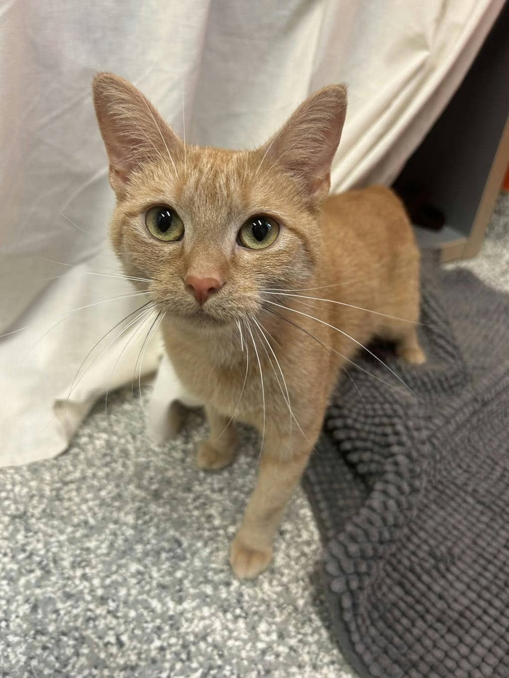Blueberry Pie - Domestic Short Hair available for adoption