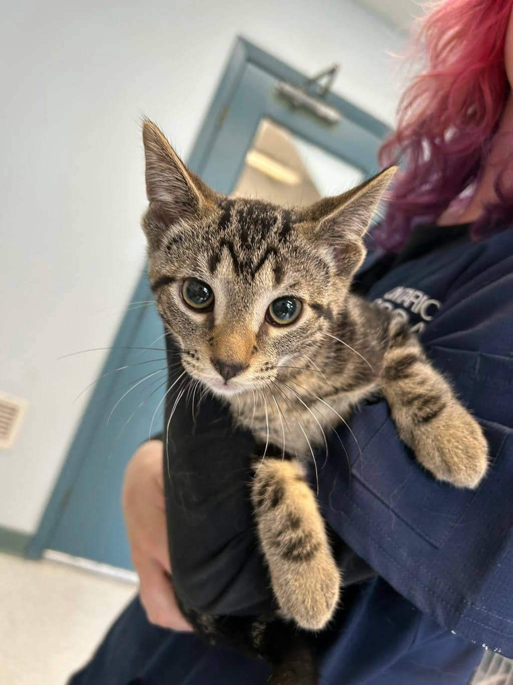 Rain - Domestic Short Hair cat available for adoption at Ontario SPCA (Toronto Area) in Toronto