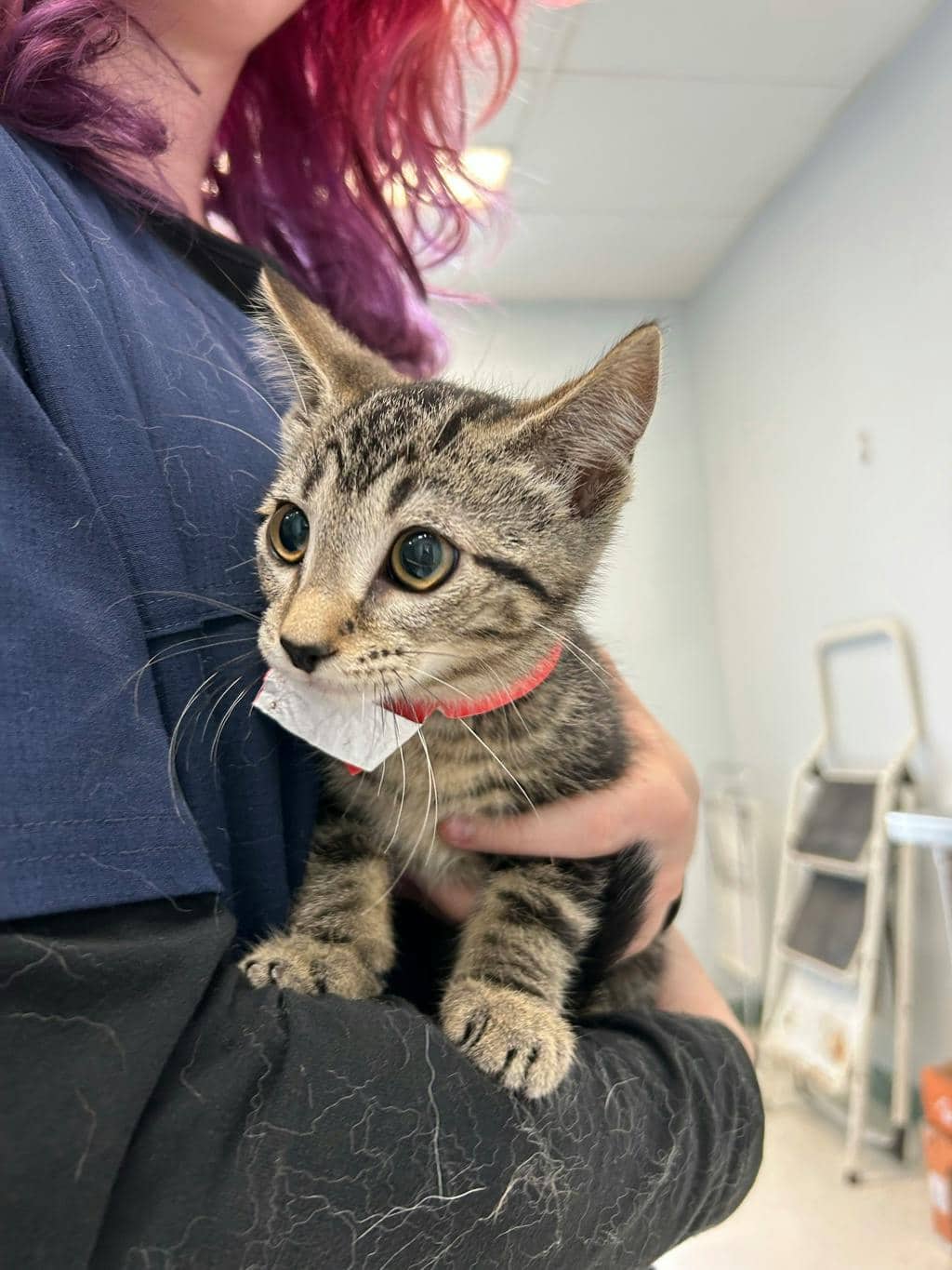 Stormy - Domestic Short Hair available for adoption