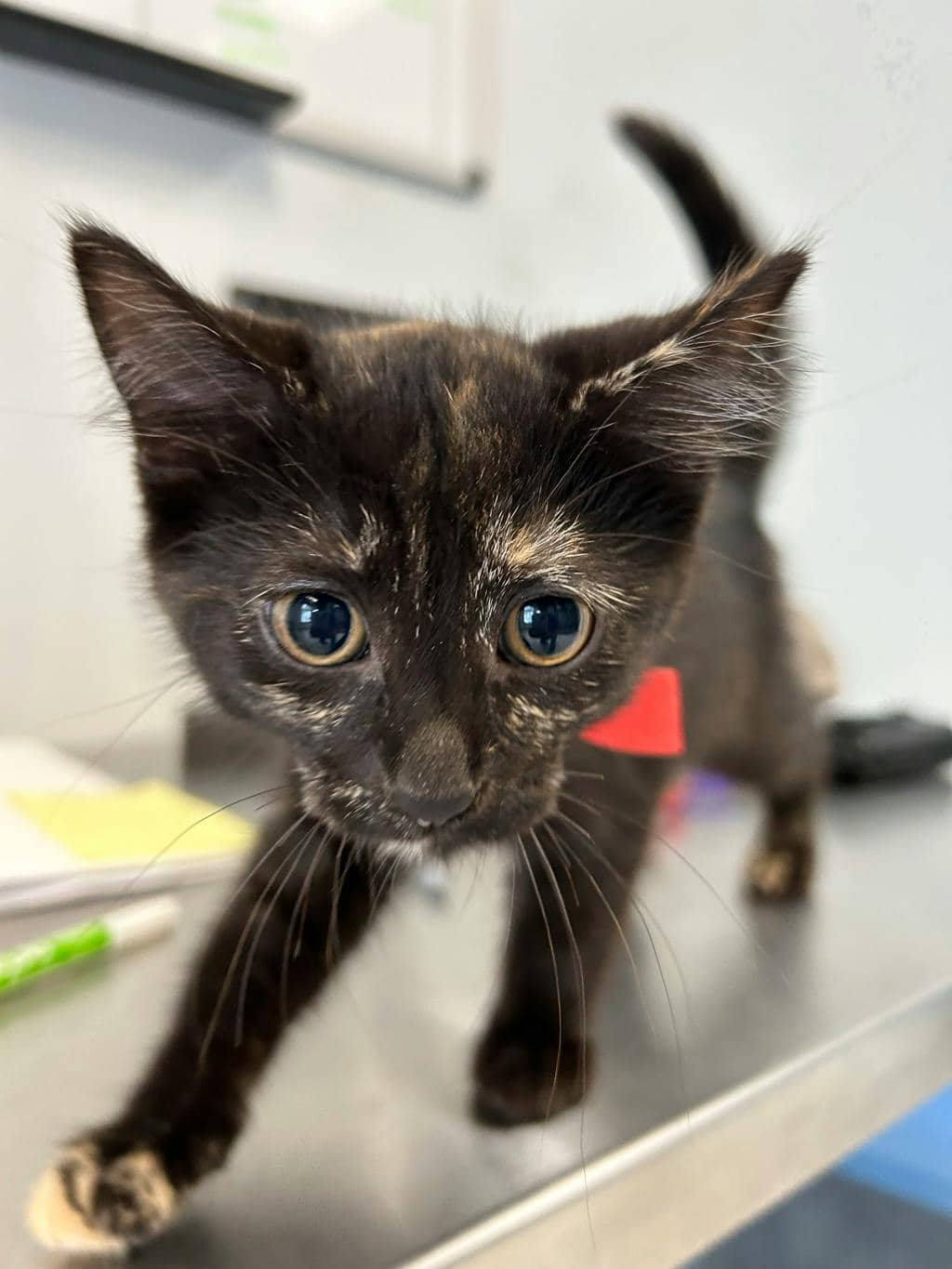 Dibella - Domestic Short Hair available for adoption