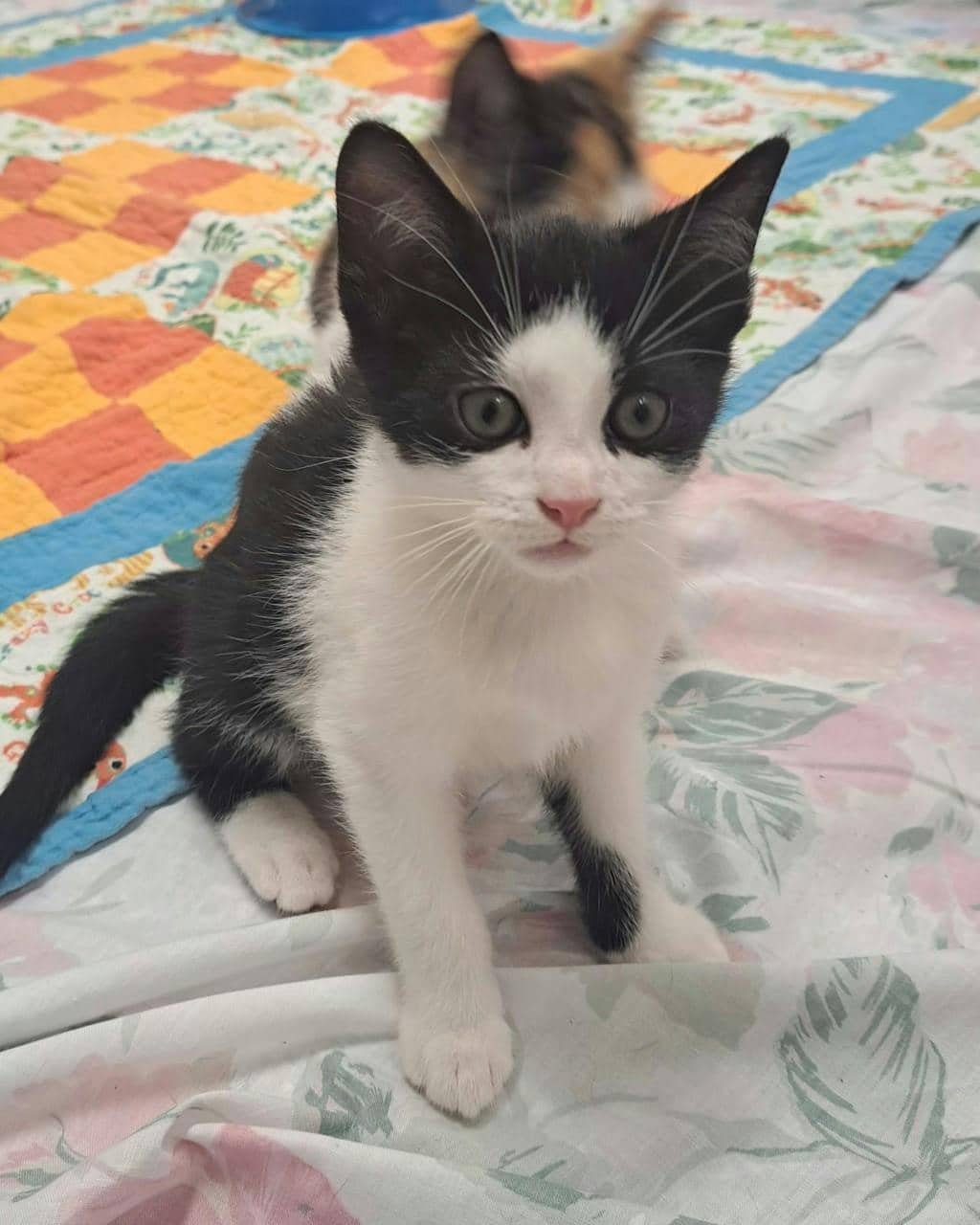 Cole Walter - Domestic Short Hair cat available for adoption at Ontario SPCA (Central Ontario) in Toronto