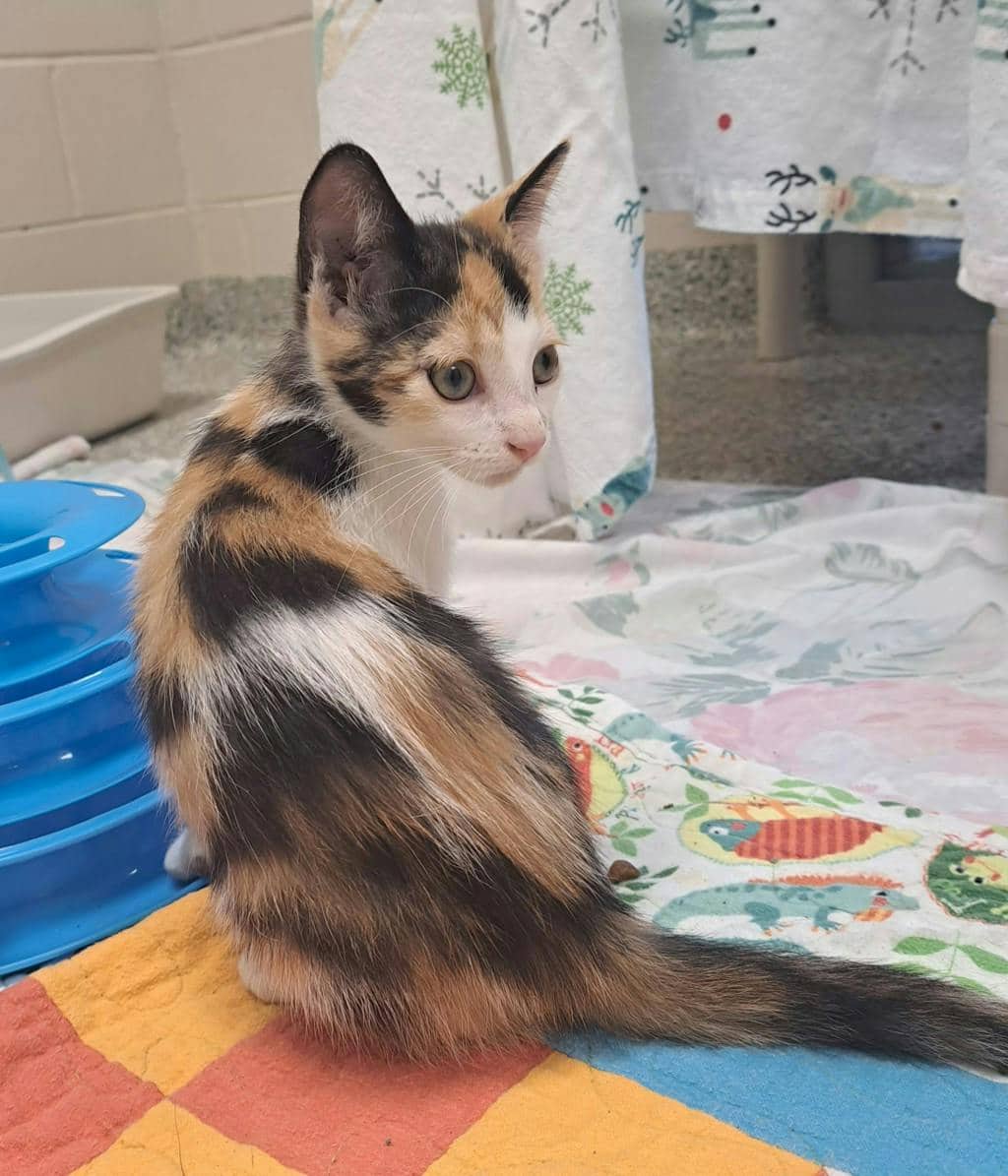 Erin - Domestic Short Hair cat available for adoption at Ontario SPCA (Central Ontario) in Toronto