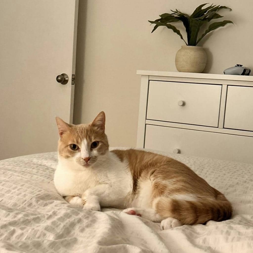 Odie - Domestic Short Hair cat available for adoption at Ontario SPCA (Ottawa Area) in Ottawa