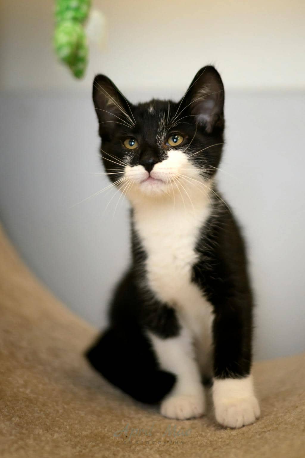 Oreo (petsmart) - Domestic Short Hair cat available for adoption in Calgary