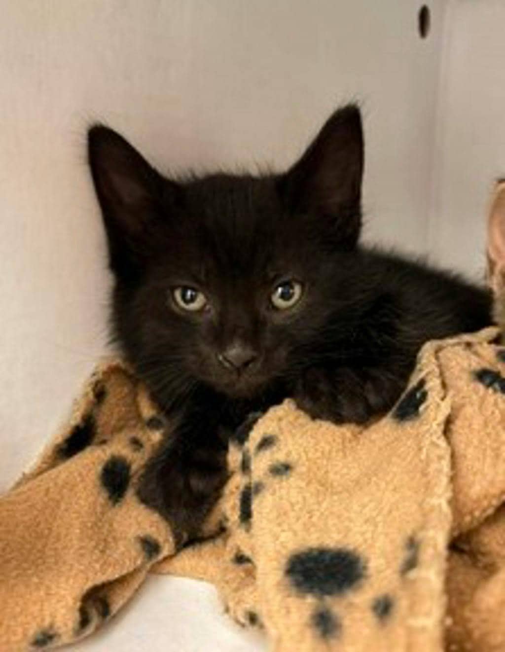 Cuddles @ Pet Valu Bracebridge Hwy 118 - Domestic Short Hair cat available for adoption at Ontario SPCA (Central Ontario) in Toronto