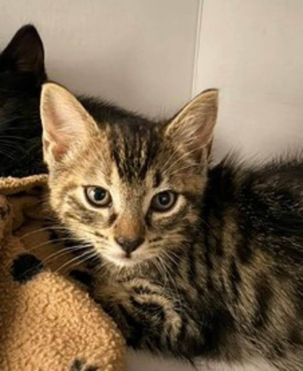 Wiggles @ Pet Valu Bracebridge Hwy 118 - Domestic Short Hair cat available for adoption at Ontario SPCA (Central Ontario) in Toronto