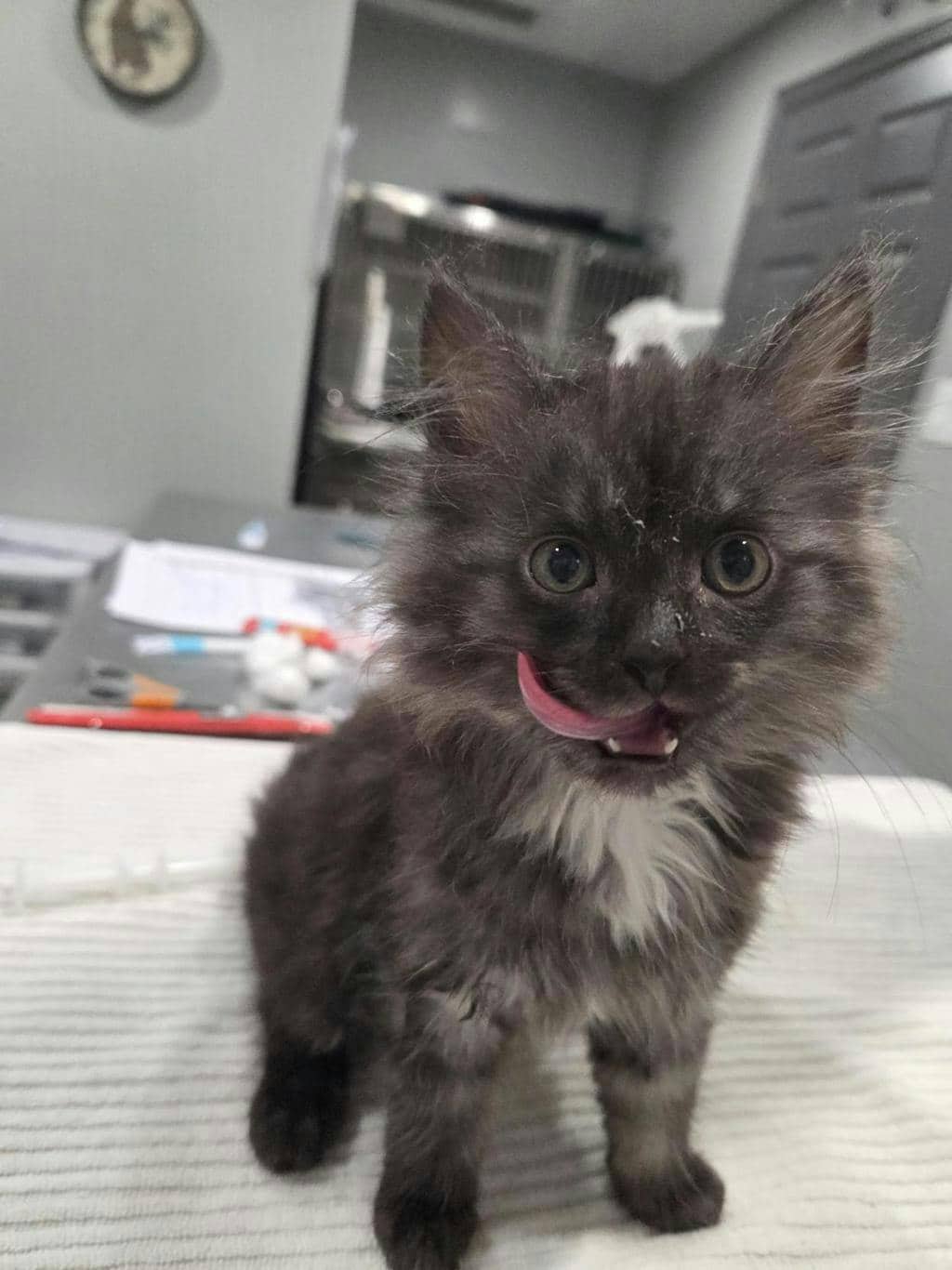 Egg - Domestic Medium Hair available for adoption