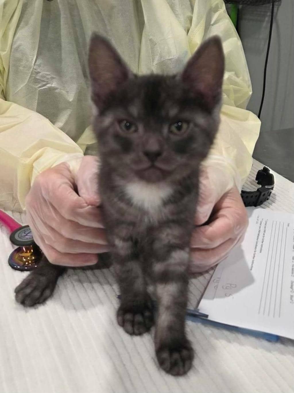 Scramble - Domestic Medium Hair cat available for adoption at Ontario SPCA (Ottawa Area) in Ottawa