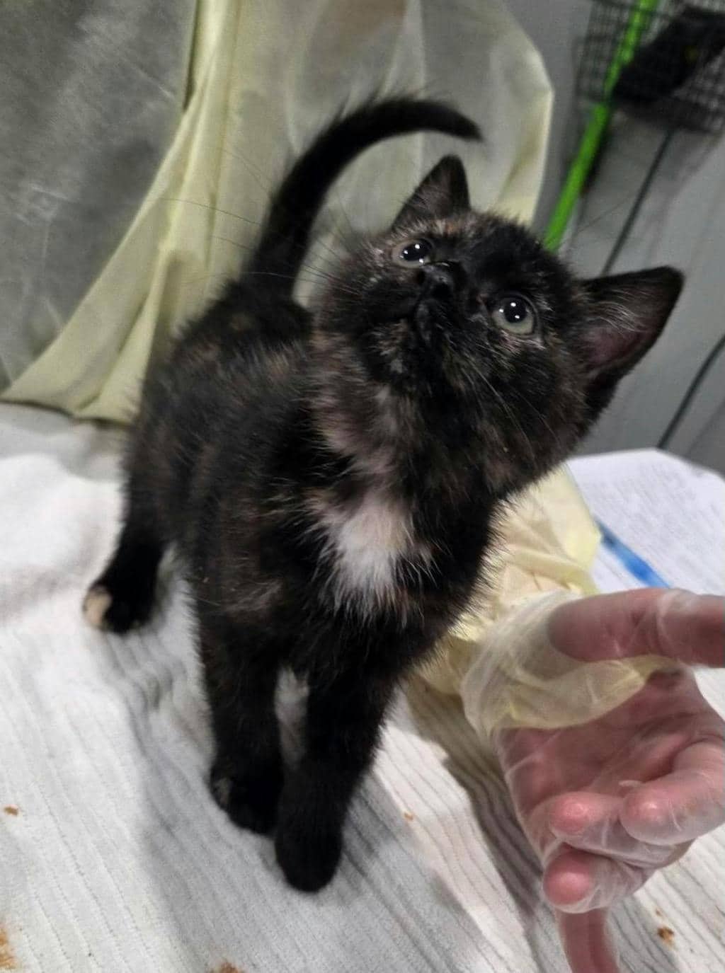 Captain - Domestic Short Hair cat available for adoption at Ontario SPCA (Ottawa Area) in Ottawa
