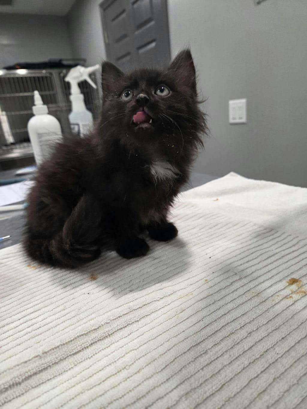 Ghost - Domestic Short Hair cat available for adoption at Ontario SPCA (Ottawa Area) in Ottawa