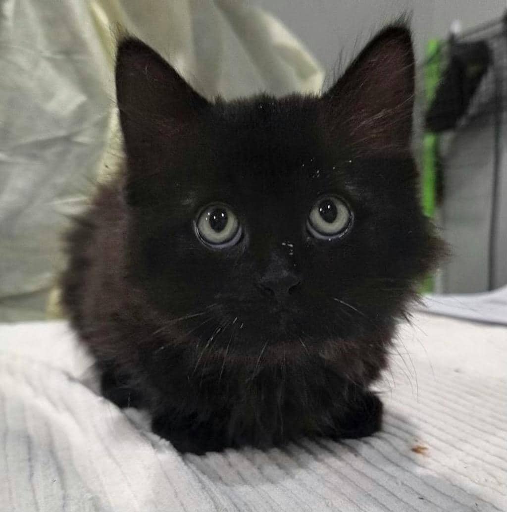 Sammy - Domestic Medium Hair cat available for adoption at Ontario SPCA (Ottawa Area) in Ottawa