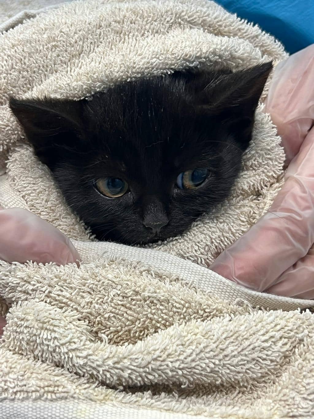 Buggy - Domestic Short Hair available for adoption