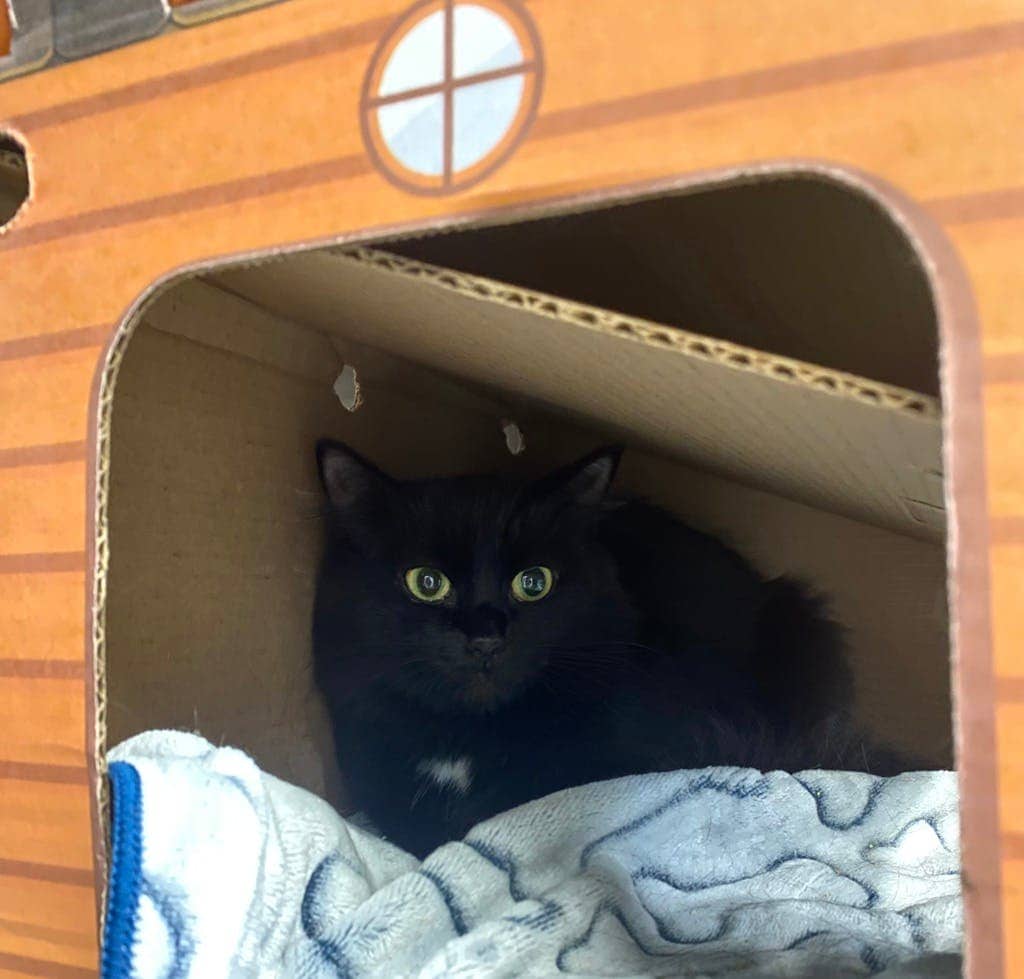 Yoko - Domestic Medium Hair available for adoption