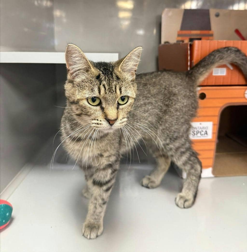 Rue - Domestic Short Hair cat available for adoption at Ontario SPCA & Humane Society in Napanee
