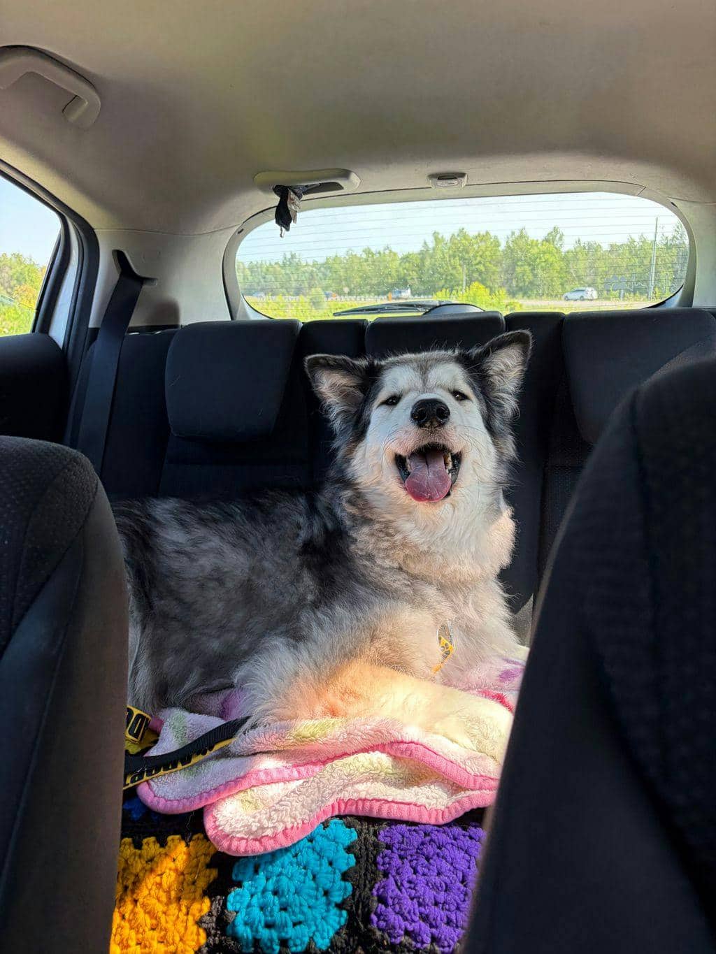 Blue - Alaskan Malamute available for adoption in Ontario