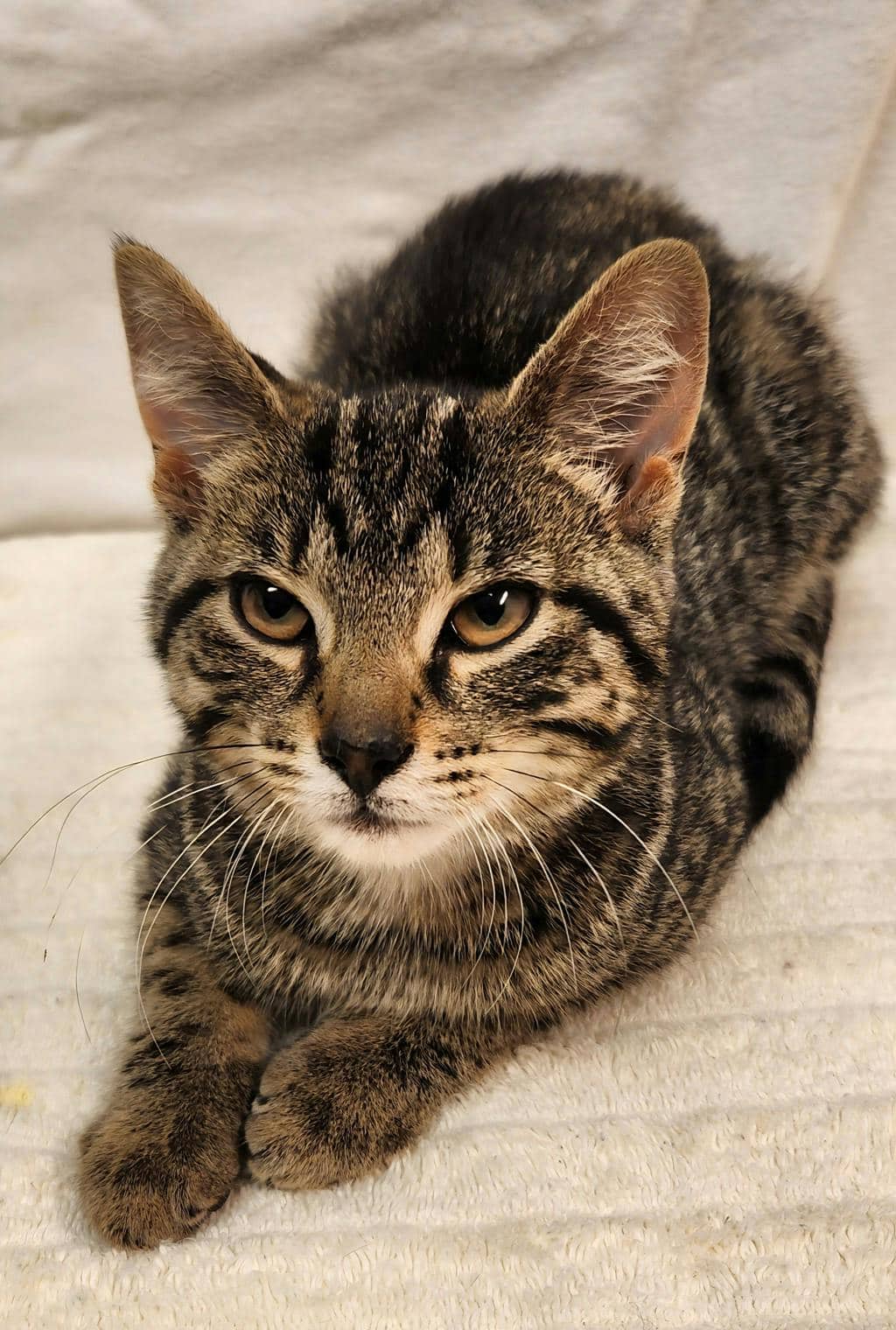 Chick Pea - Domestic Short Hair cat available for adoption at Ontario SPCA (Ottawa Area) in Ottawa