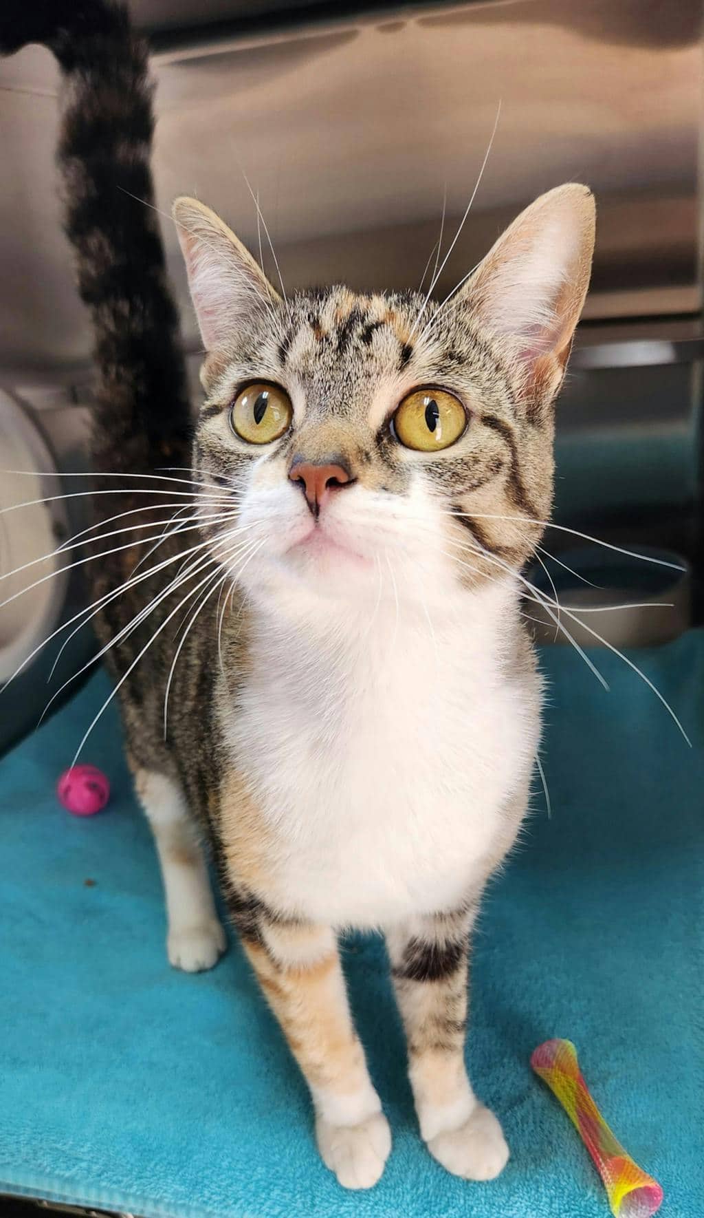 Lucy - Domestic Short Hair cat available for adoption at Ontario SPCA (Ottawa Area) in Ottawa