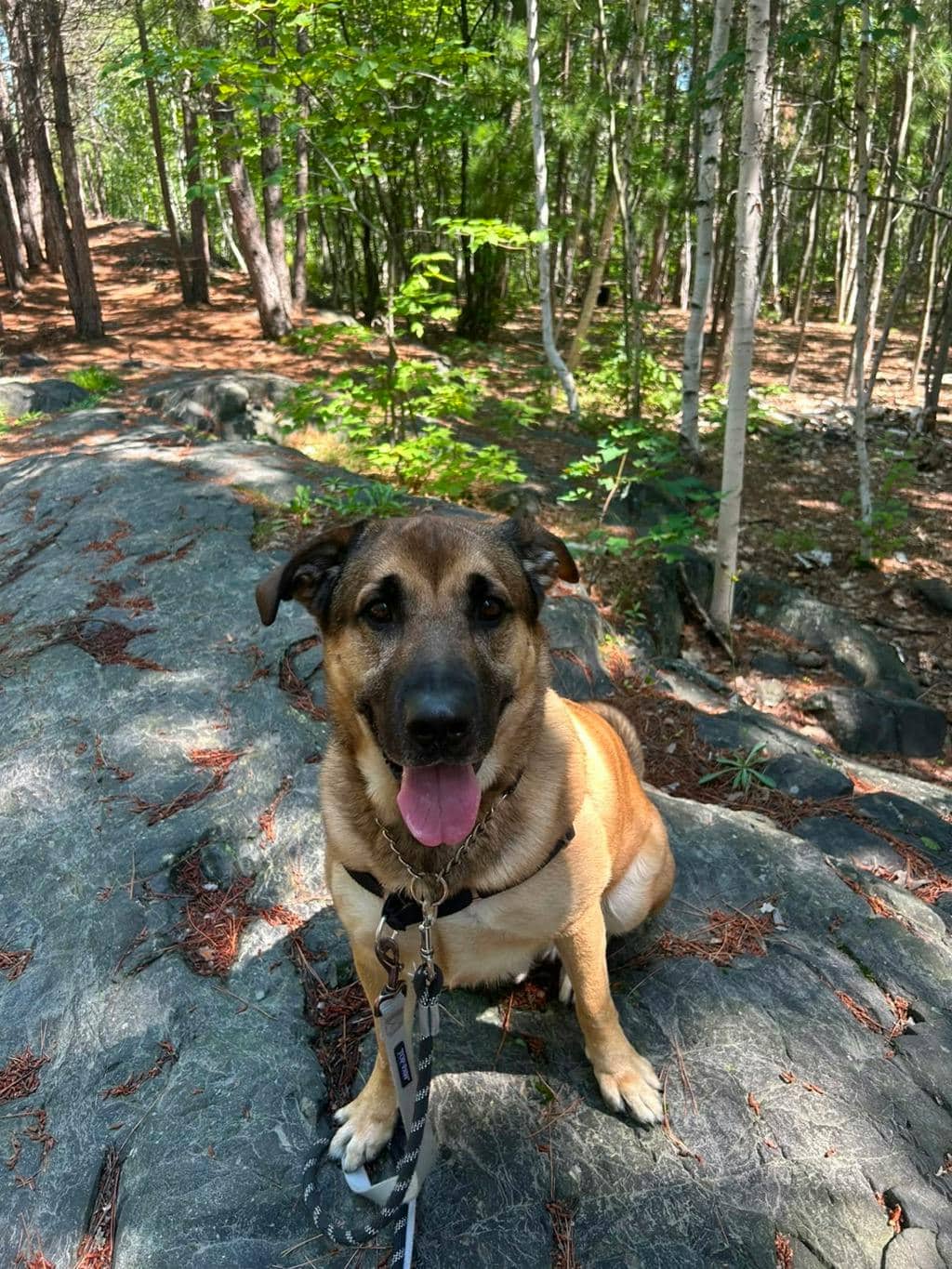 Odin - Shepherd available for adoption in Calgary