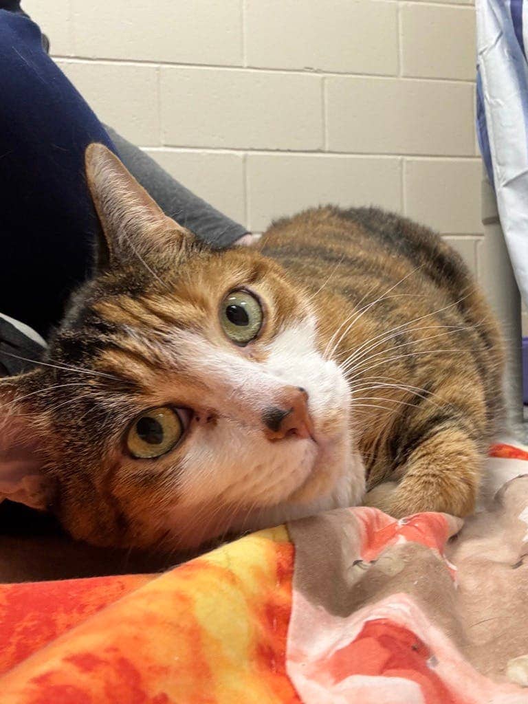 Leia - Domestic Medium Hair cat available for adoption at Ontario SPCA (Central Ontario) in Bracebridge
