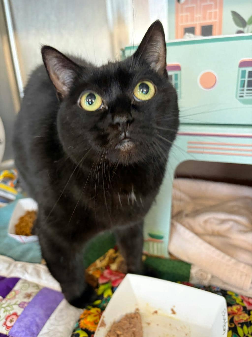 Button - Domestic Short Hair cat available for adoption at Ontario SPCA (Ottawa Area) in Pembroke